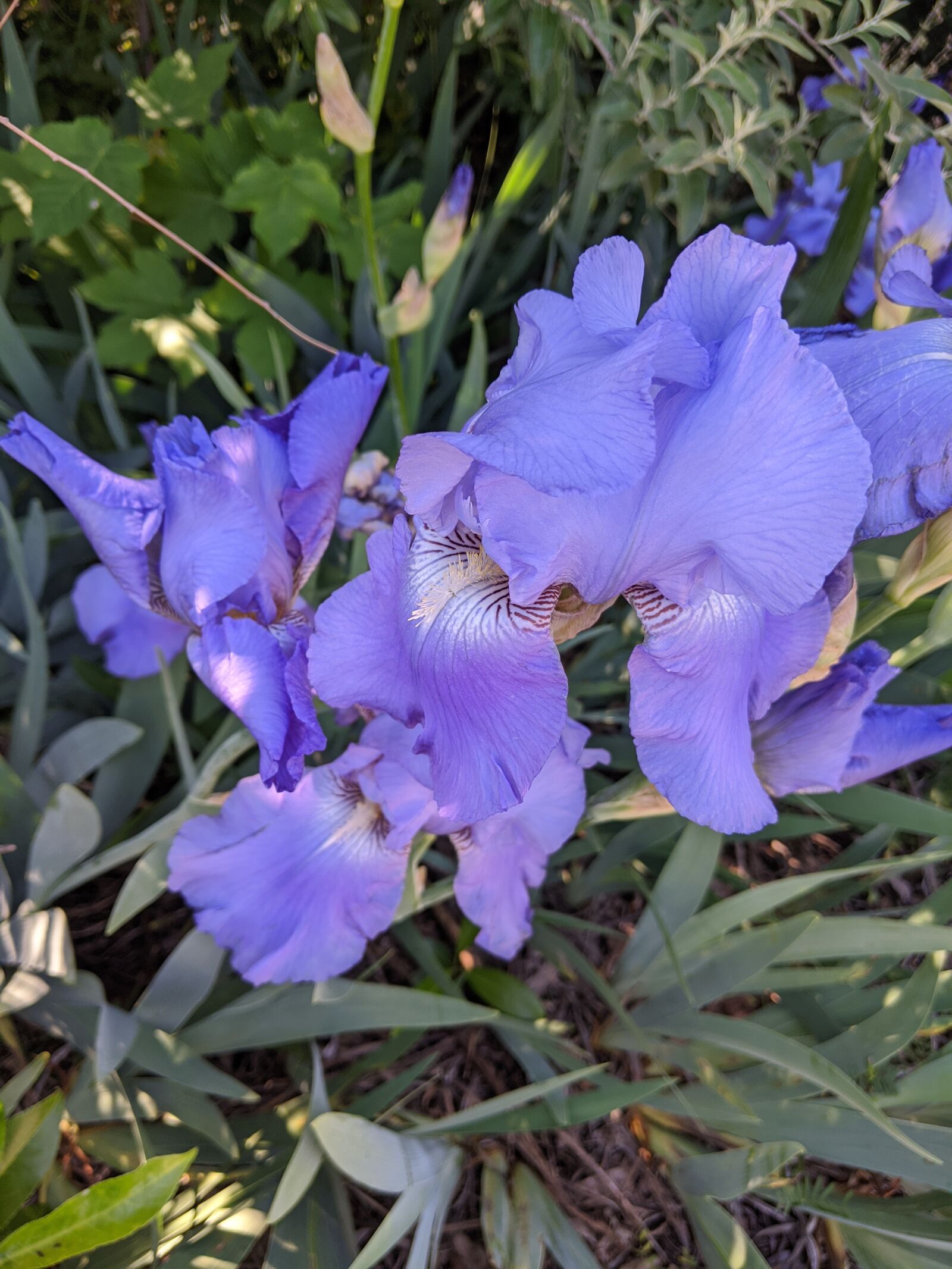 Google Pixel 3a sample photo. Iris, flowers, spring photography