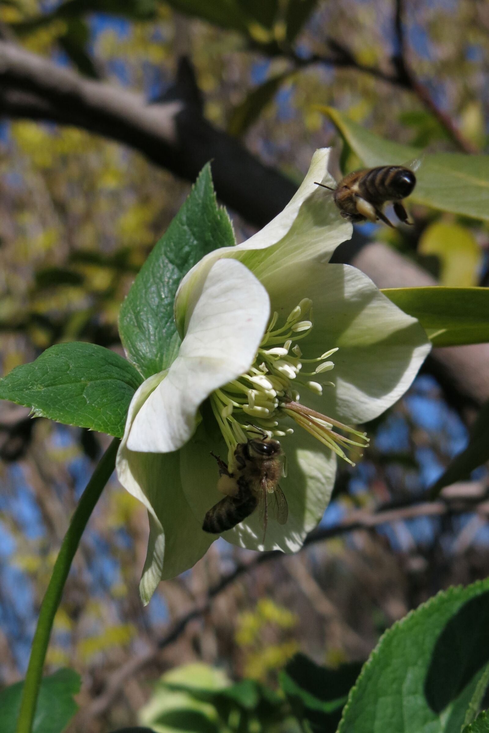 Canon PowerShot G15 sample photo. Bees, christmas rose, food photography