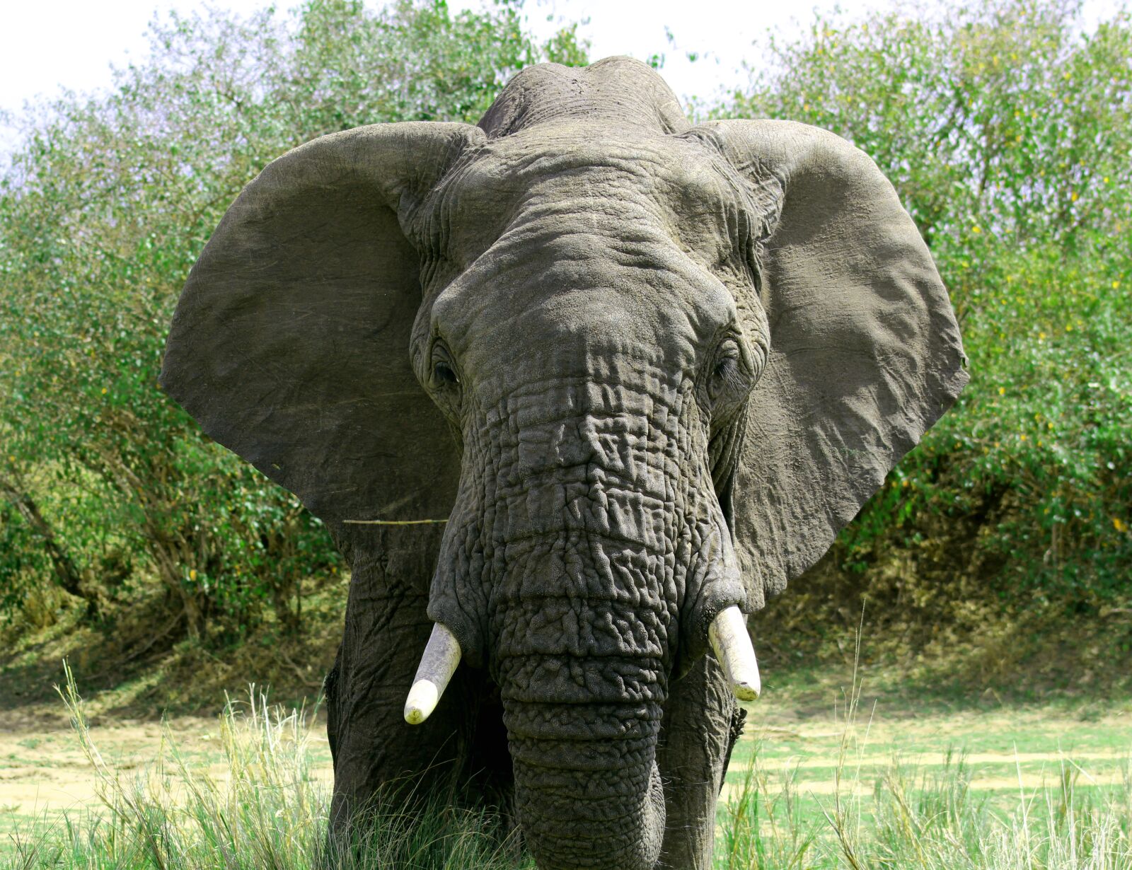Canon EF75-300mm f/4-5.6 sample photo. Elephant, africa, safari photography