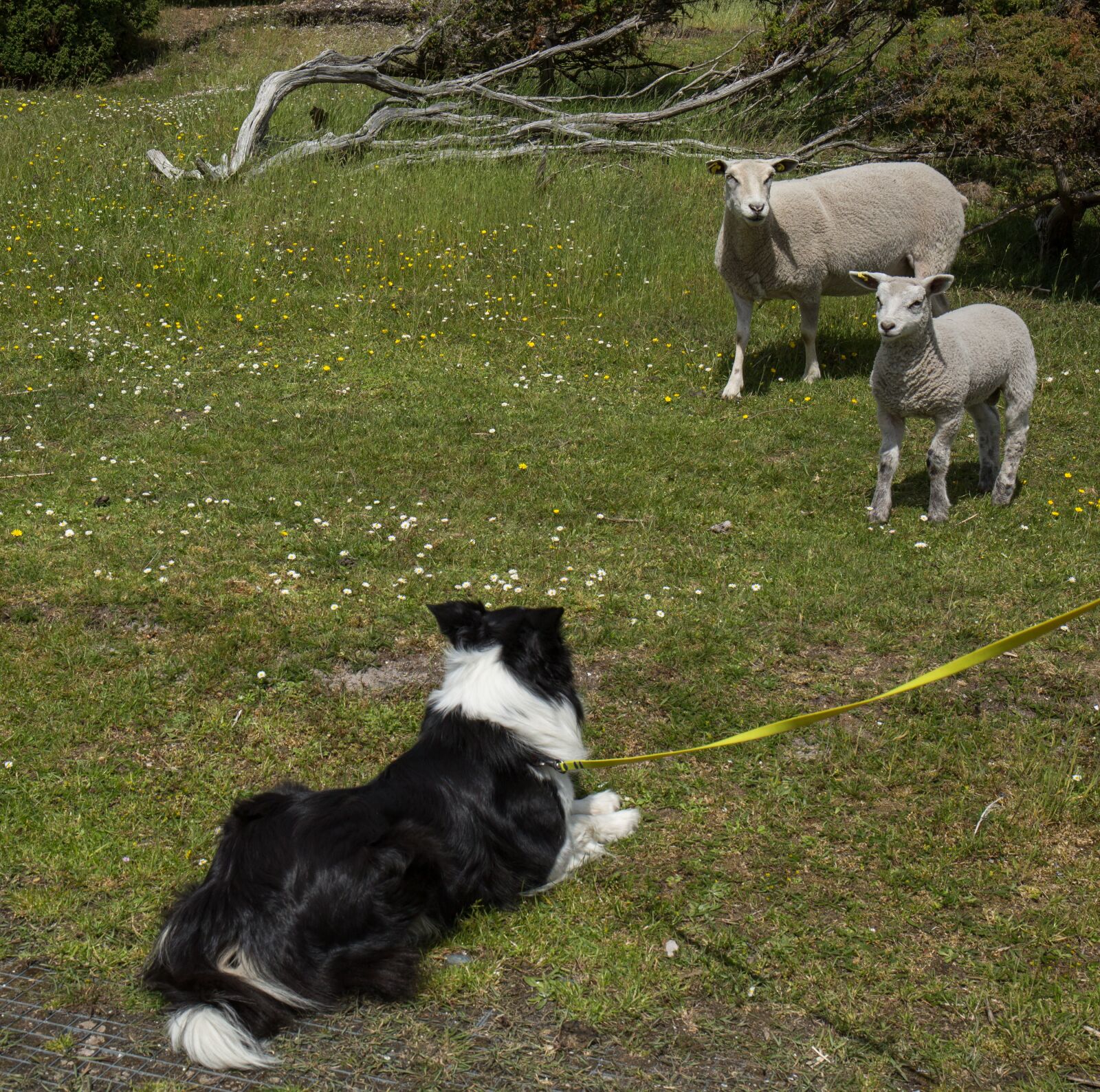 Canon EF 24-70mm F4L IS USM sample photo. Animals, dog, sheep photography
