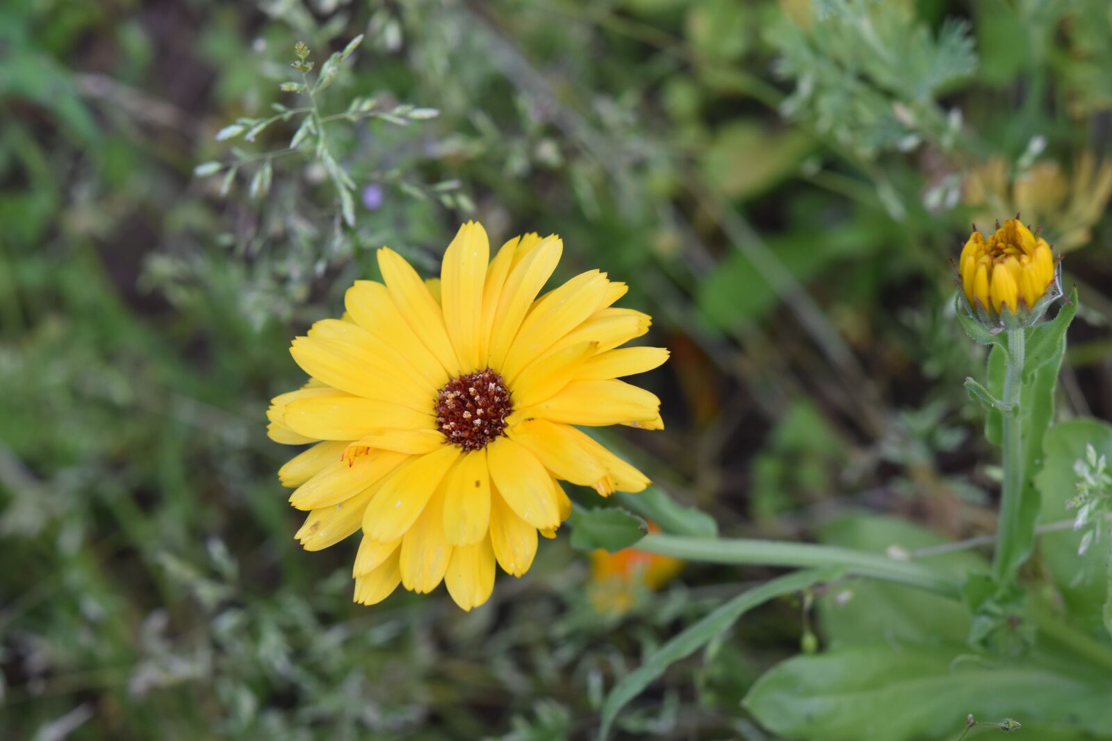 Nikon D5600 sample photo. Flower, yellow flower petals photography