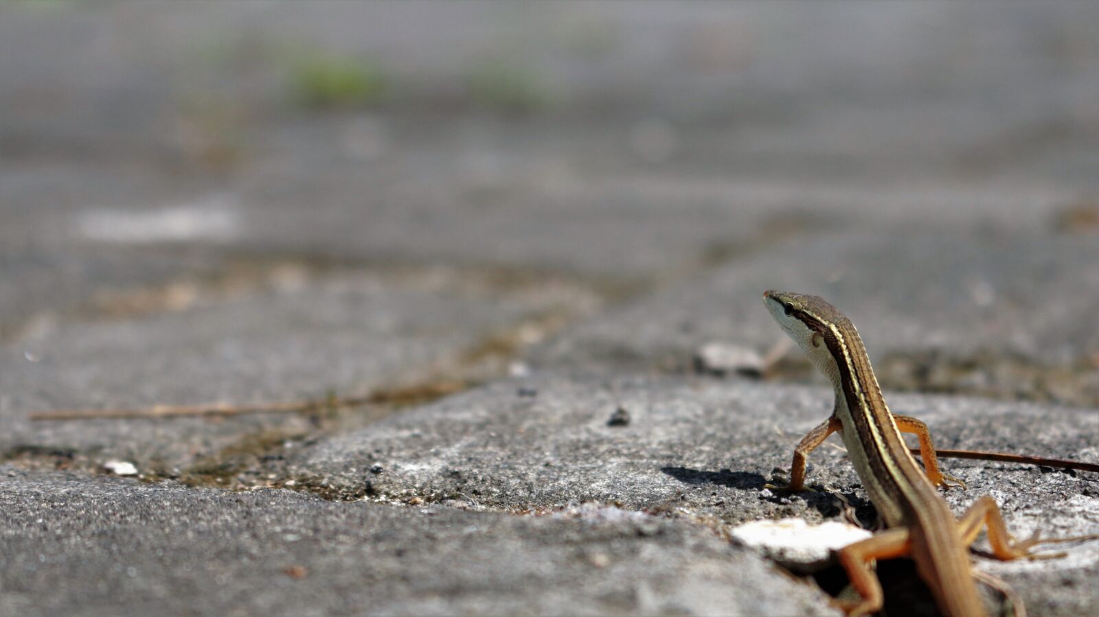 Canon EOS 700D (EOS Rebel T5i / EOS Kiss X7i) sample photo. Reptiles, lizard, animal photography