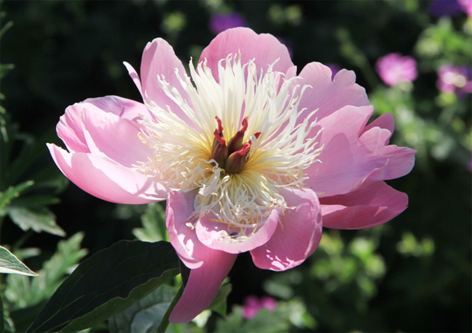 Canon EOS 7D sample photo. Garden, flower, petals photography