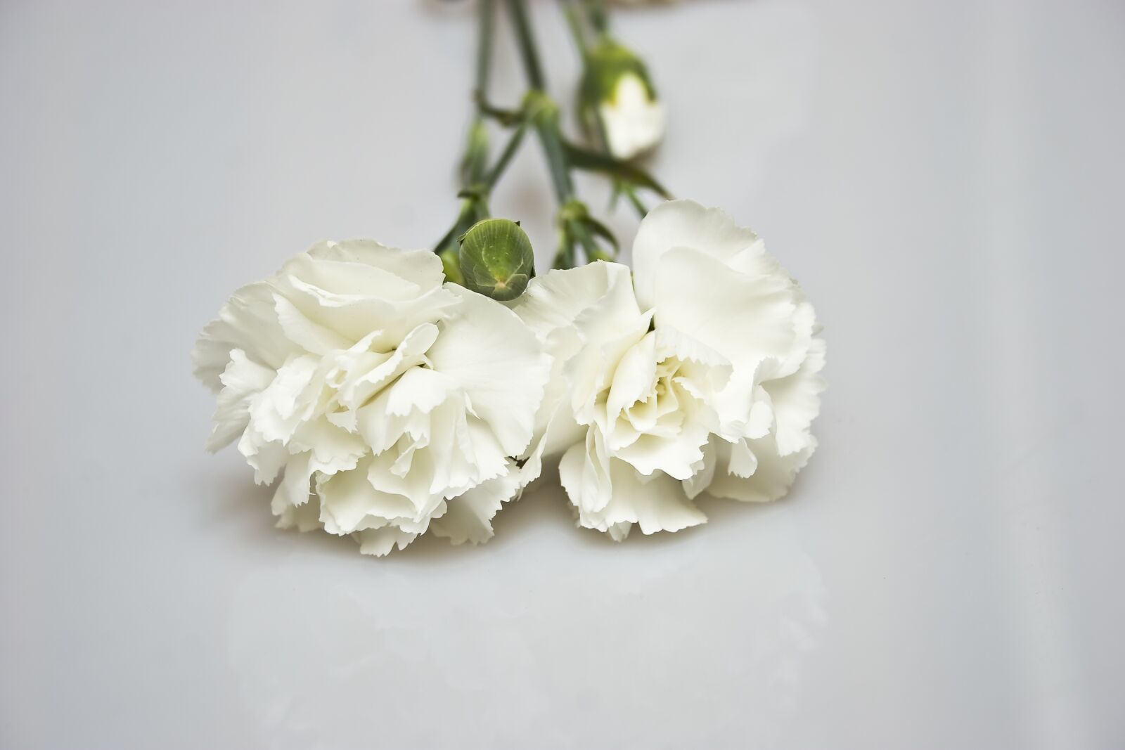 Canon EOS 20D sample photo. Flowers, the petals, white photography