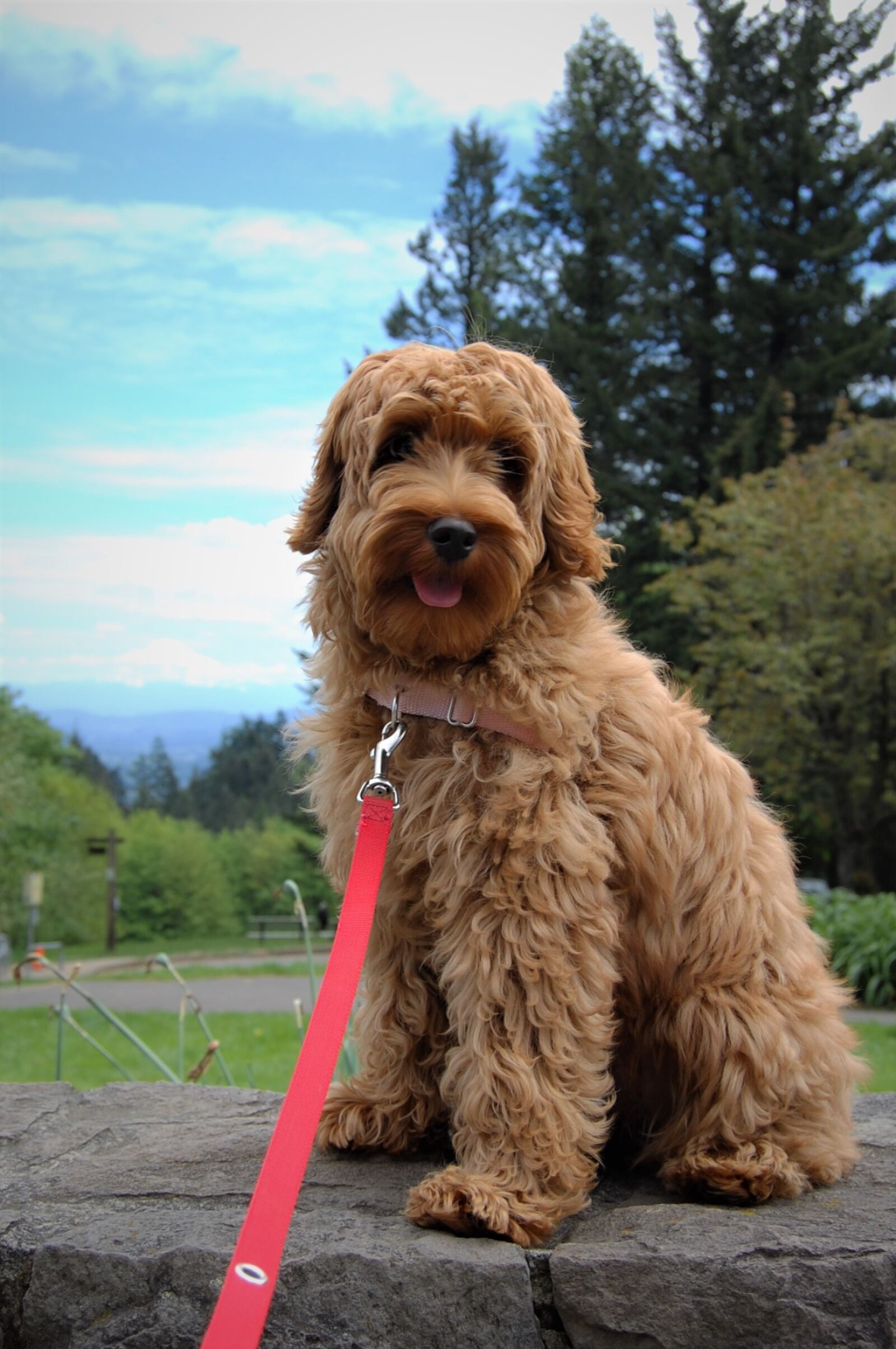 Nikon D40 sample photo. Mt hood, puppy, labradoodle photography