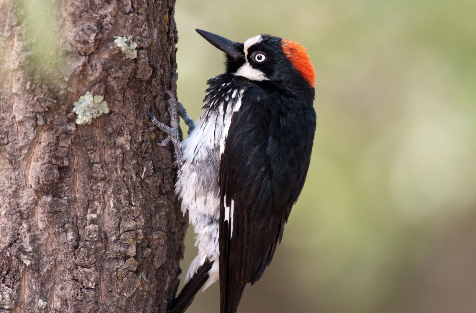 Nikon D300 sample photo. Bird, woodpecker, nature photography
