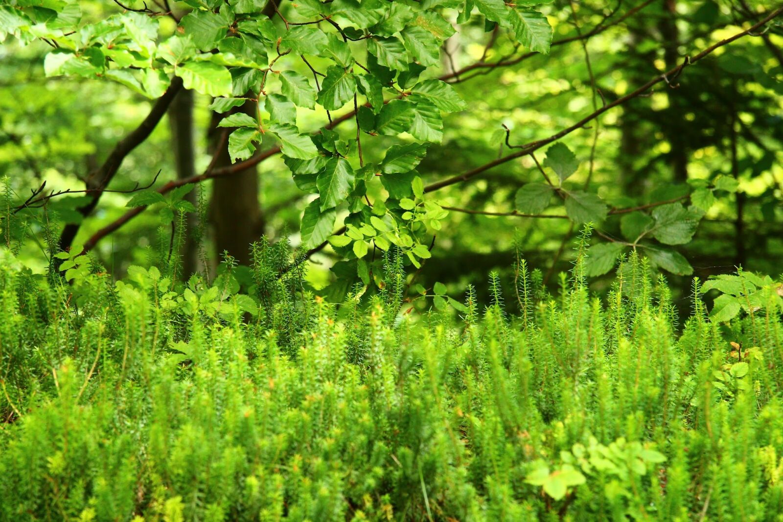 Canon EF-S 17-85mm F4-5.6 IS USM sample photo. Green, forest, moss photography