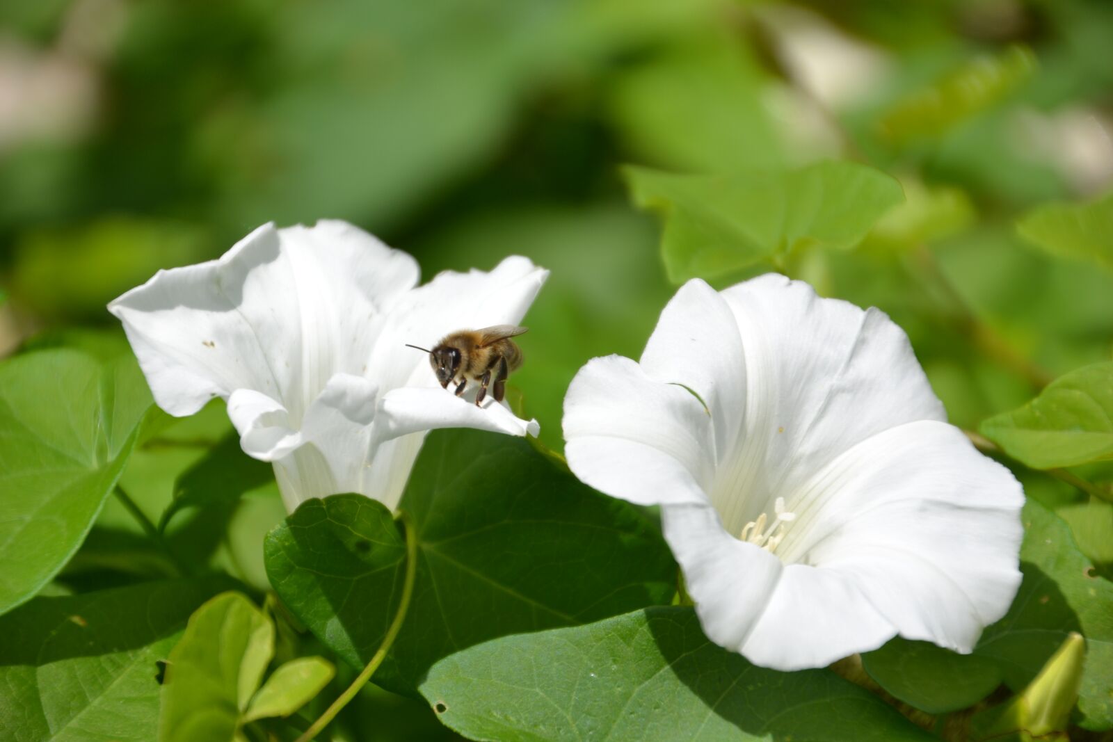 Nikon D3100 sample photo. Flower, vetch, blossom photography