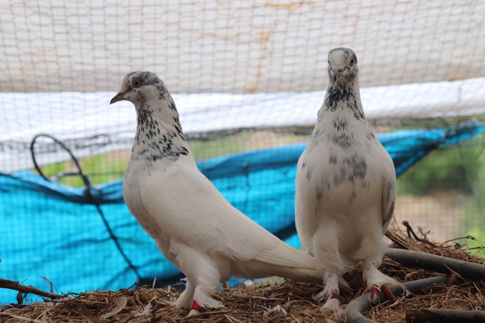 Canon EF-S 18-55mm F4-5.6 IS STM sample photo. Pigeon, poultry, bird photography