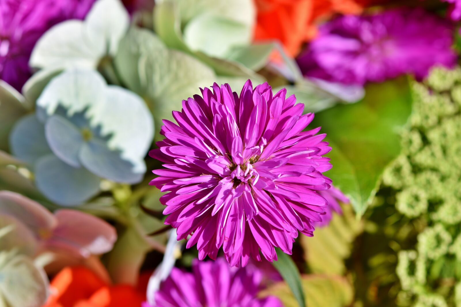 Nikon D7200 sample photo. Aster, blossom, bloom photography