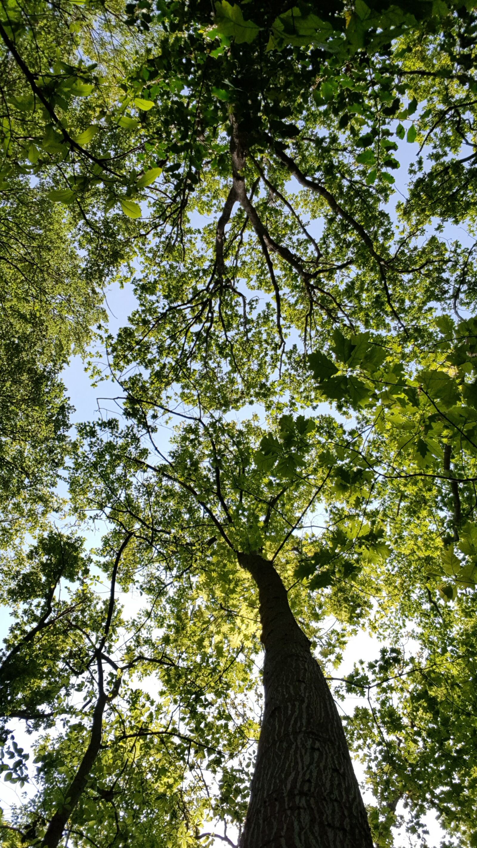 Samsung Galaxy S8+ sample photo. Trees, sky, nature photography