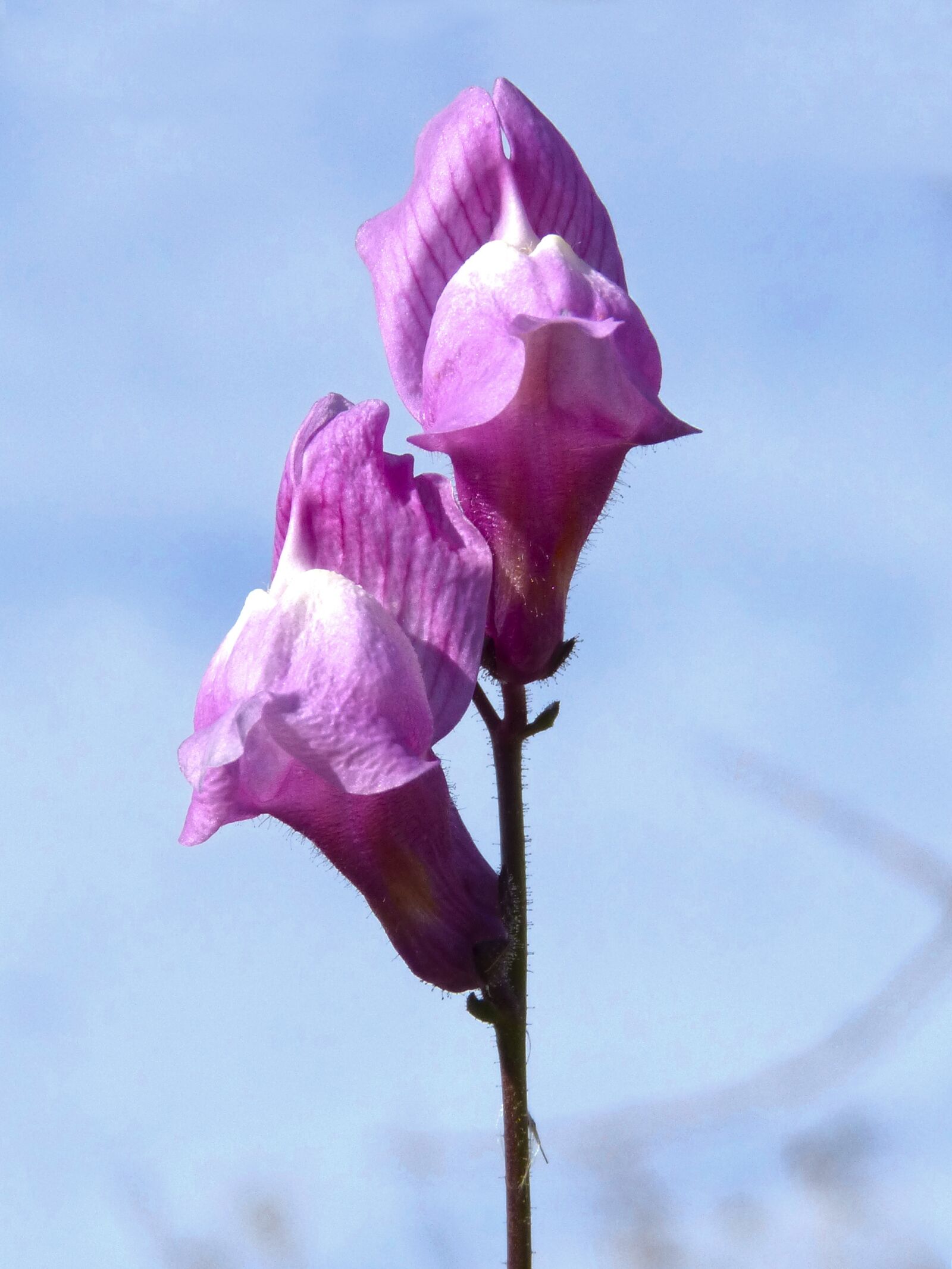 Panasonic DMC-FZ62 sample photo. Flower, snapdragon, bunnies photography