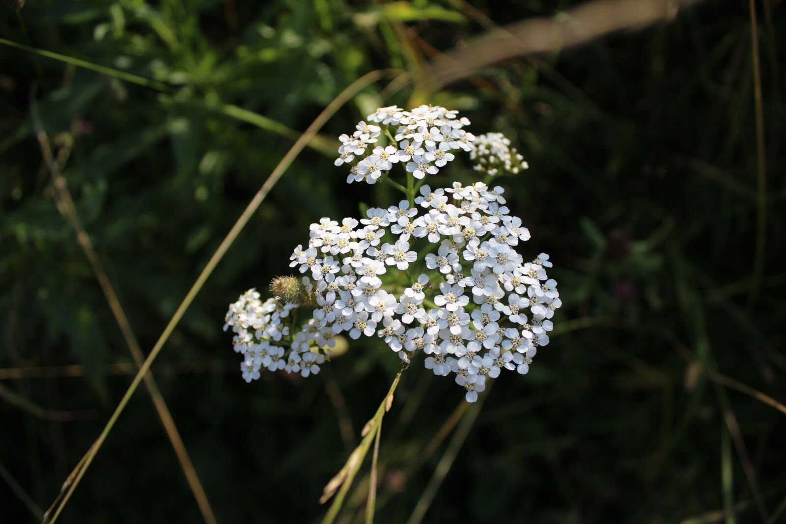Canon EOS 1200D (EOS Rebel T5 / EOS Kiss X70 / EOS Hi) sample photo. Flower, forest photography