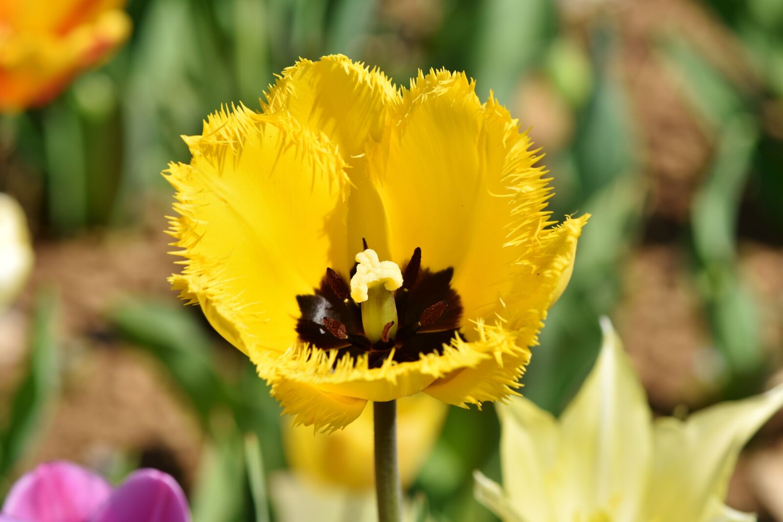 Nikon D7200 sample photo. Tulip, schnittblume, spring flowers photography
