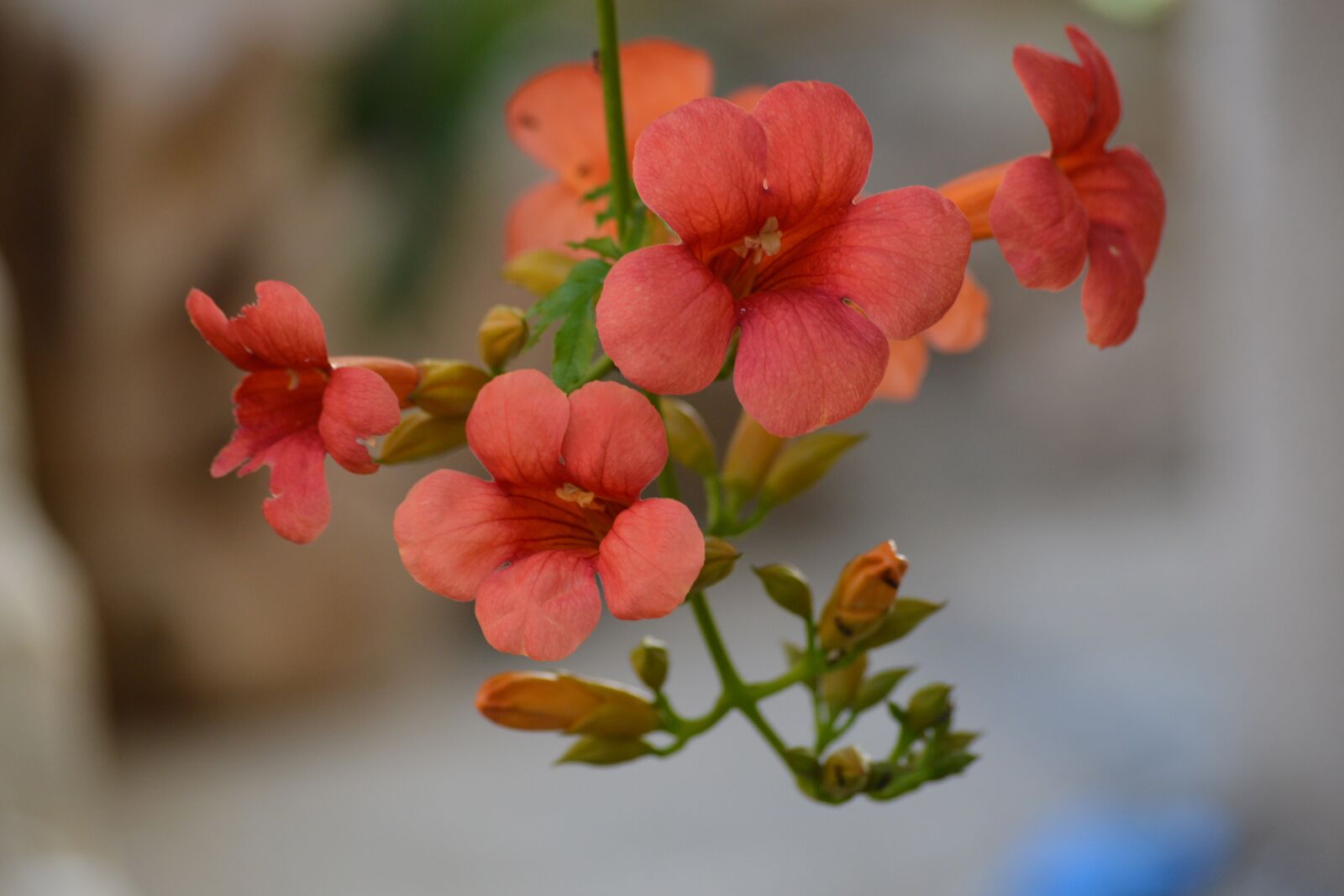 Nikon D3200 sample photo. Flower, plant, herb photography