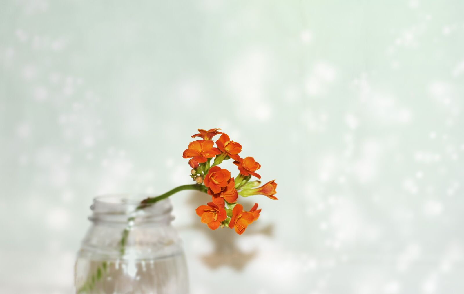 Nikon D3300 sample photo. Macro, kalanchoe, flower room photography
