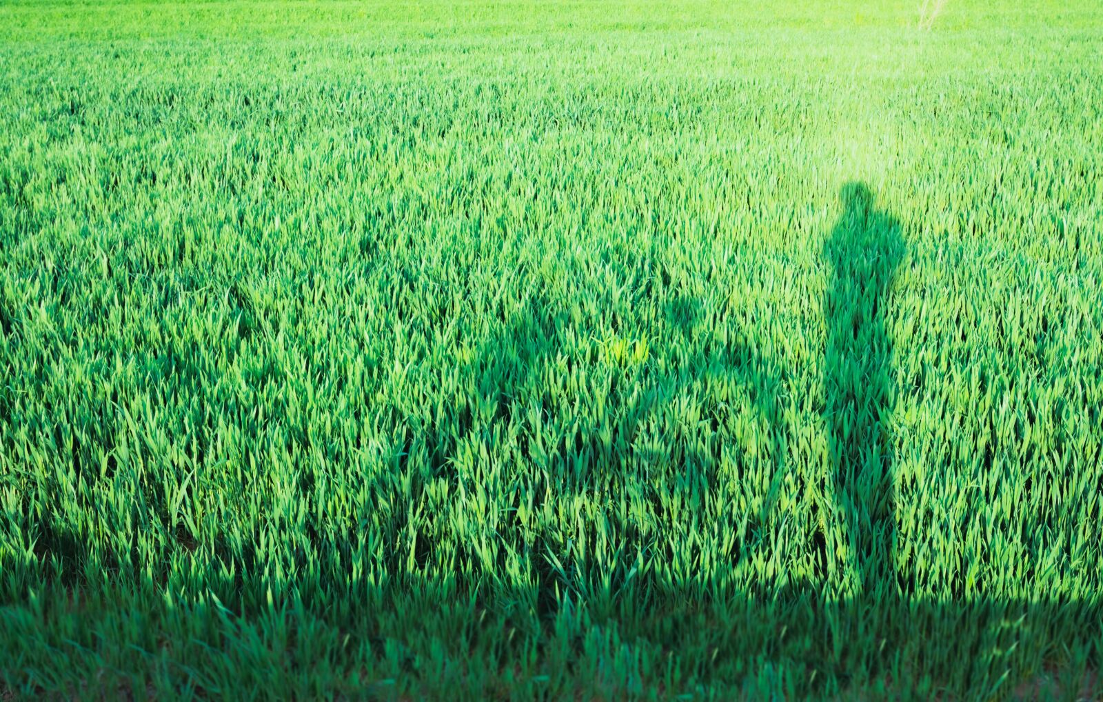 Nikon D7200 sample photo. In wheat field, riding photography