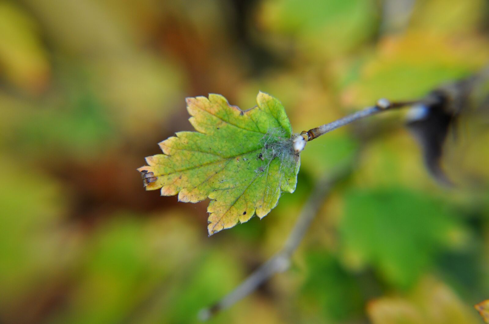 Nikon D5000 sample photo. Leaf, nature, green photography