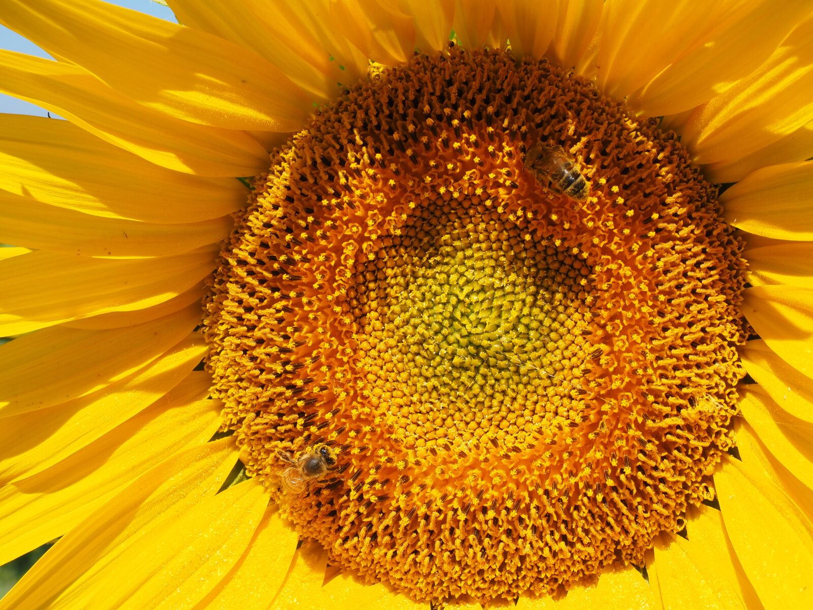 Olympus OM-D E-M1 + Olympus M.Zuiko Digital ED 12-40mm F2.8 Pro sample photo. Sunflower, bee, blossom photography