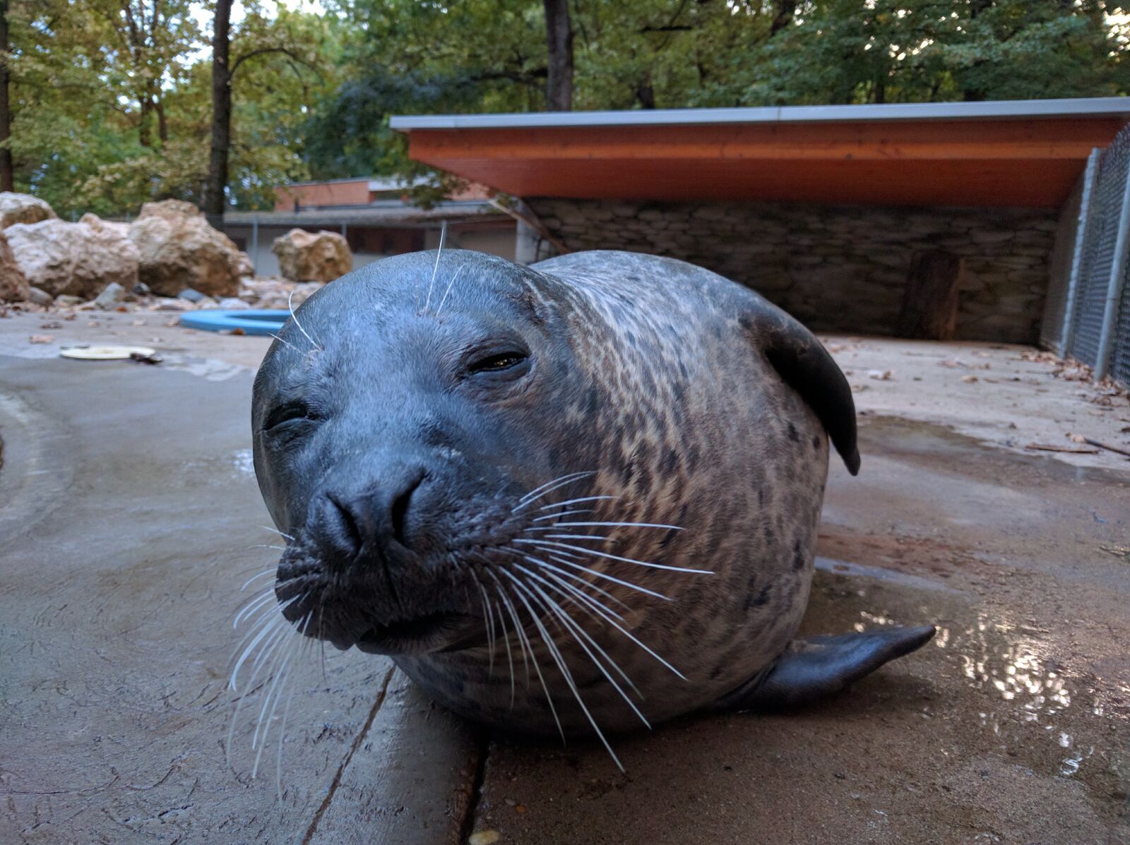 Google Nexus 6P sample photo. Seal, zoo, peek-a-boo photography