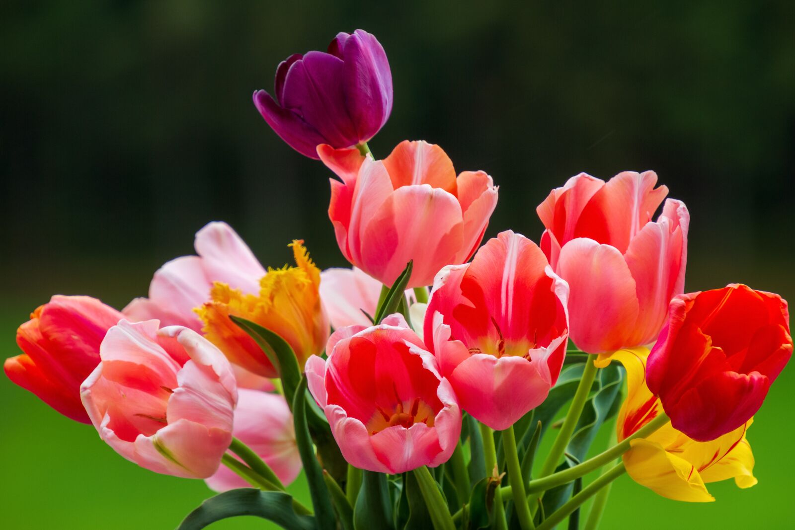 Canon EOS 7D sample photo. Tulips, colorful, nature photography