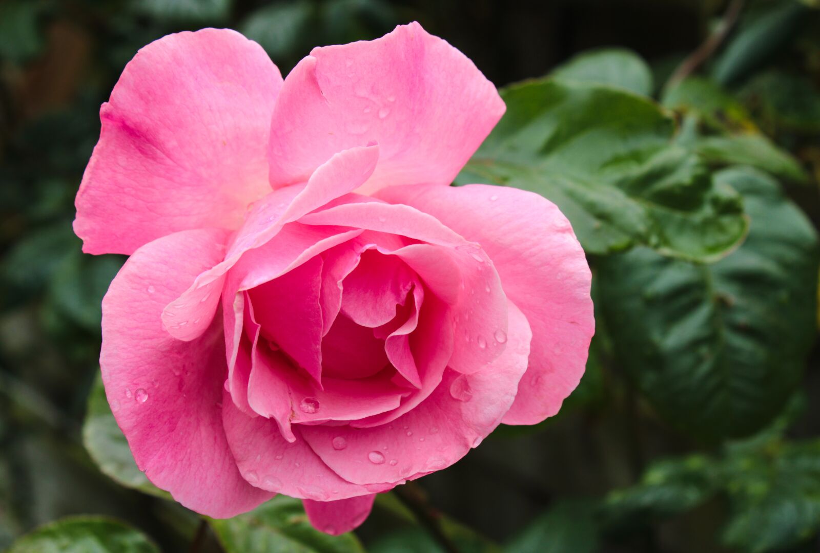 Canon EOS 2000D (EOS Rebel T7 / EOS Kiss X90 / EOS 1500D) sample photo. Pink rose, bicolor rose photography
