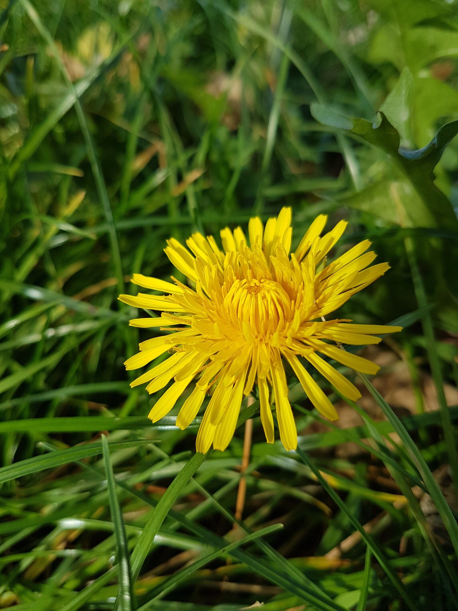 Samsung Galaxy S7 Edge sample photo. Dandelion, yellow, nature photography
