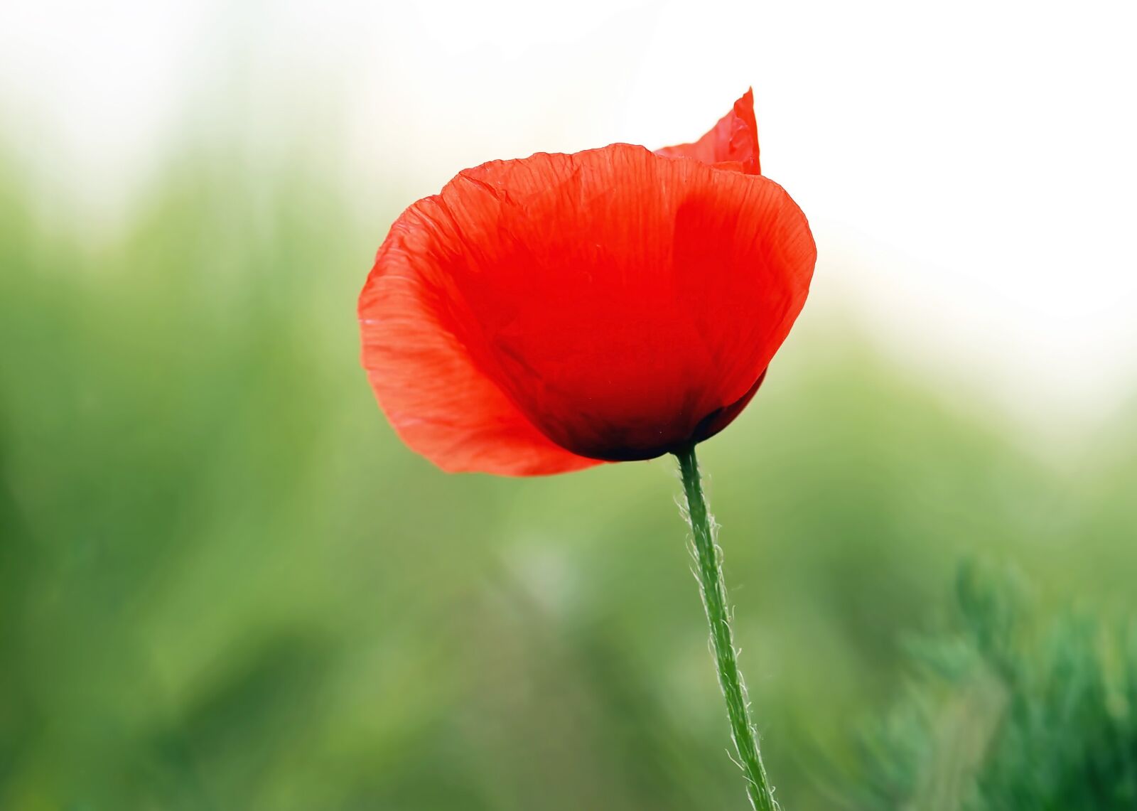 Olympus E-450 (EVOLT E-450) sample photo. Poppy flower, morning, tender photography