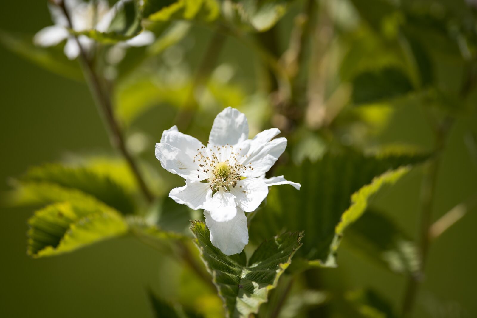Nikon D750 sample photo. Blackberry, bramble, blossom photography