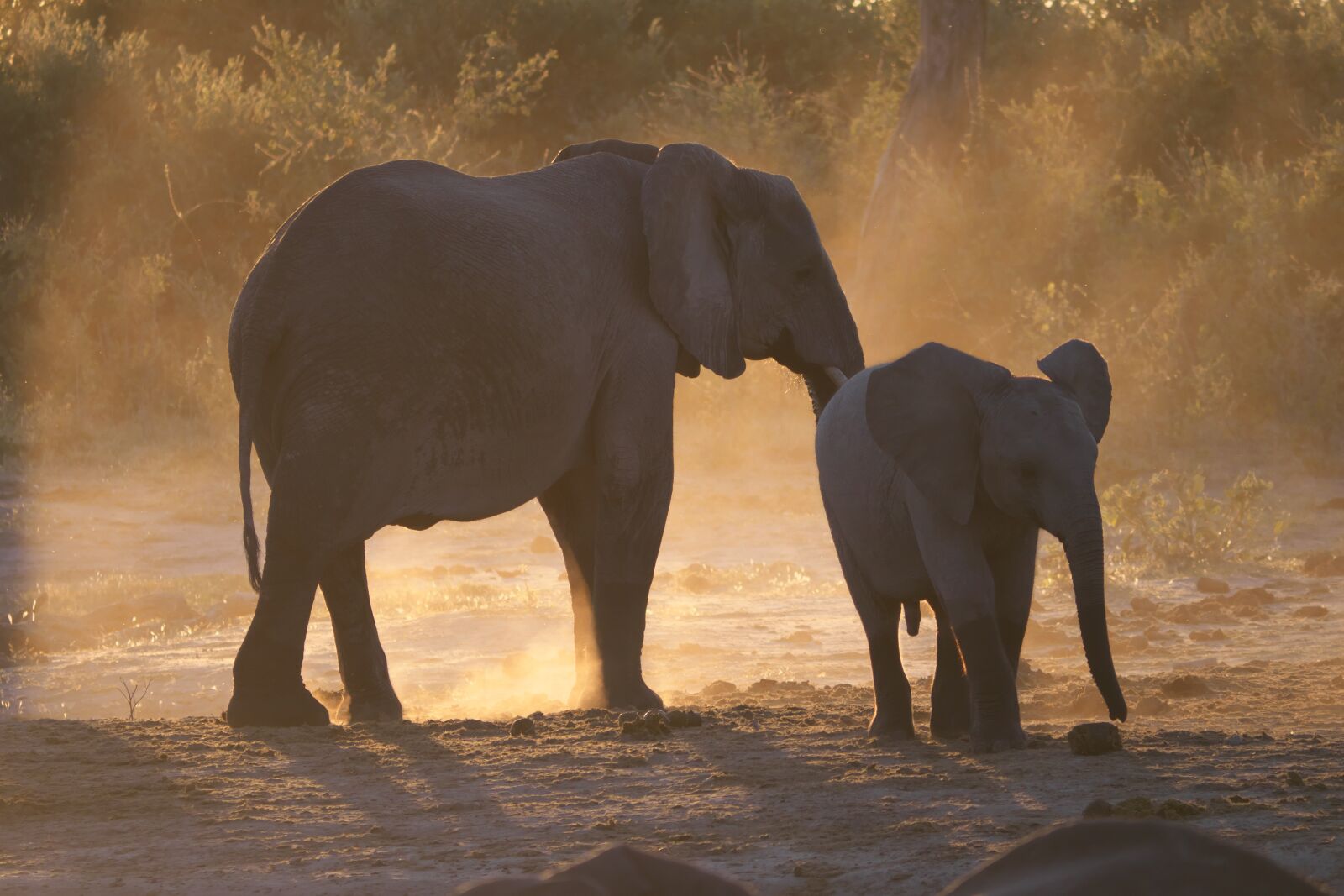 Panasonic Lumix DC-G9 sample photo. Elephant, chobe, botswana photography