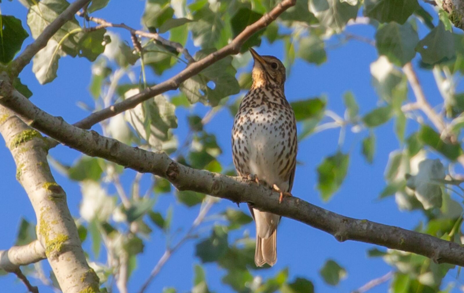Canon EOS 5D Mark III sample photo. Song thrush, thrush, songbird photography