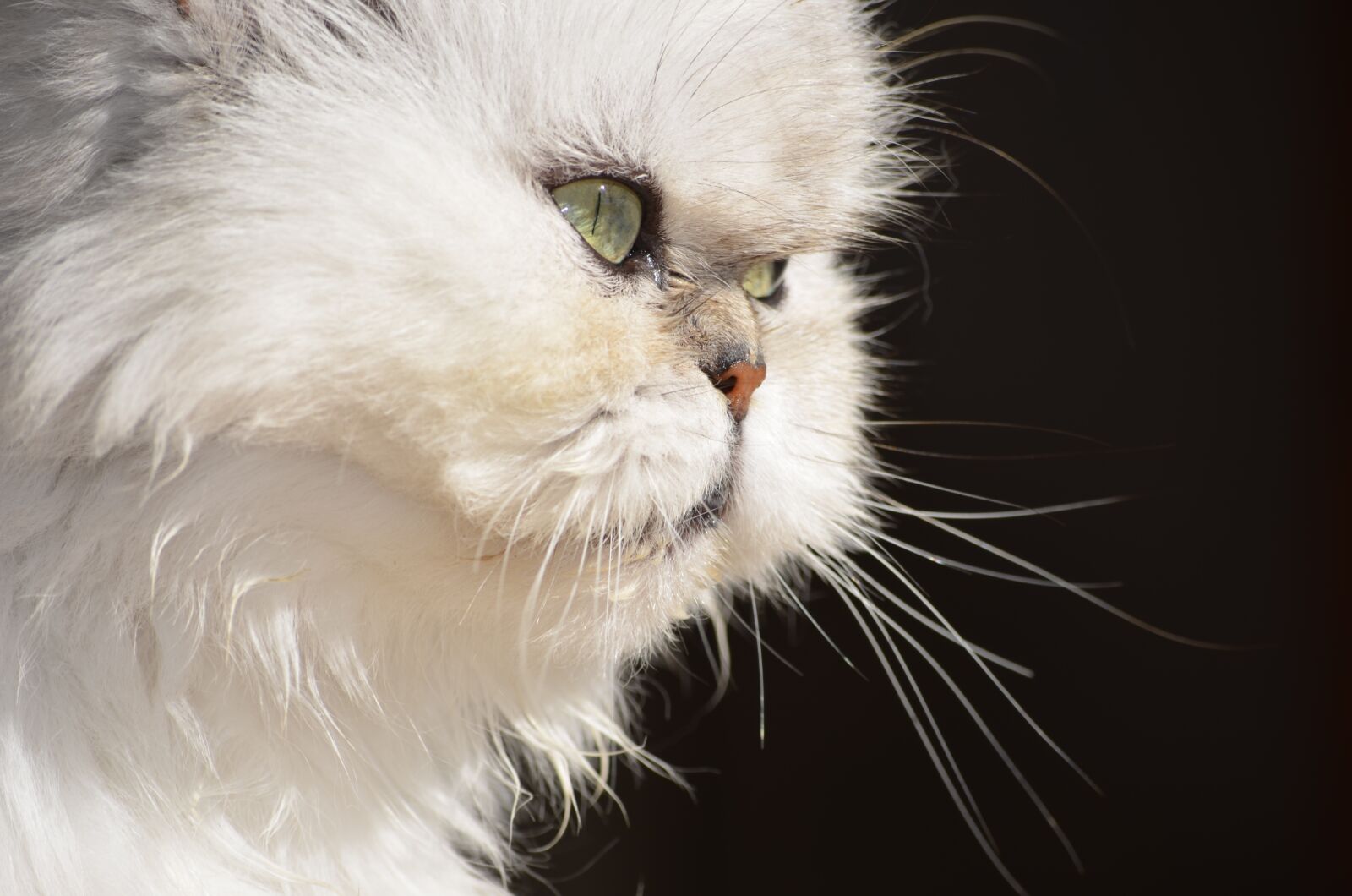 Nikon D5100 sample photo. Cat, fluffy, persian cat photography