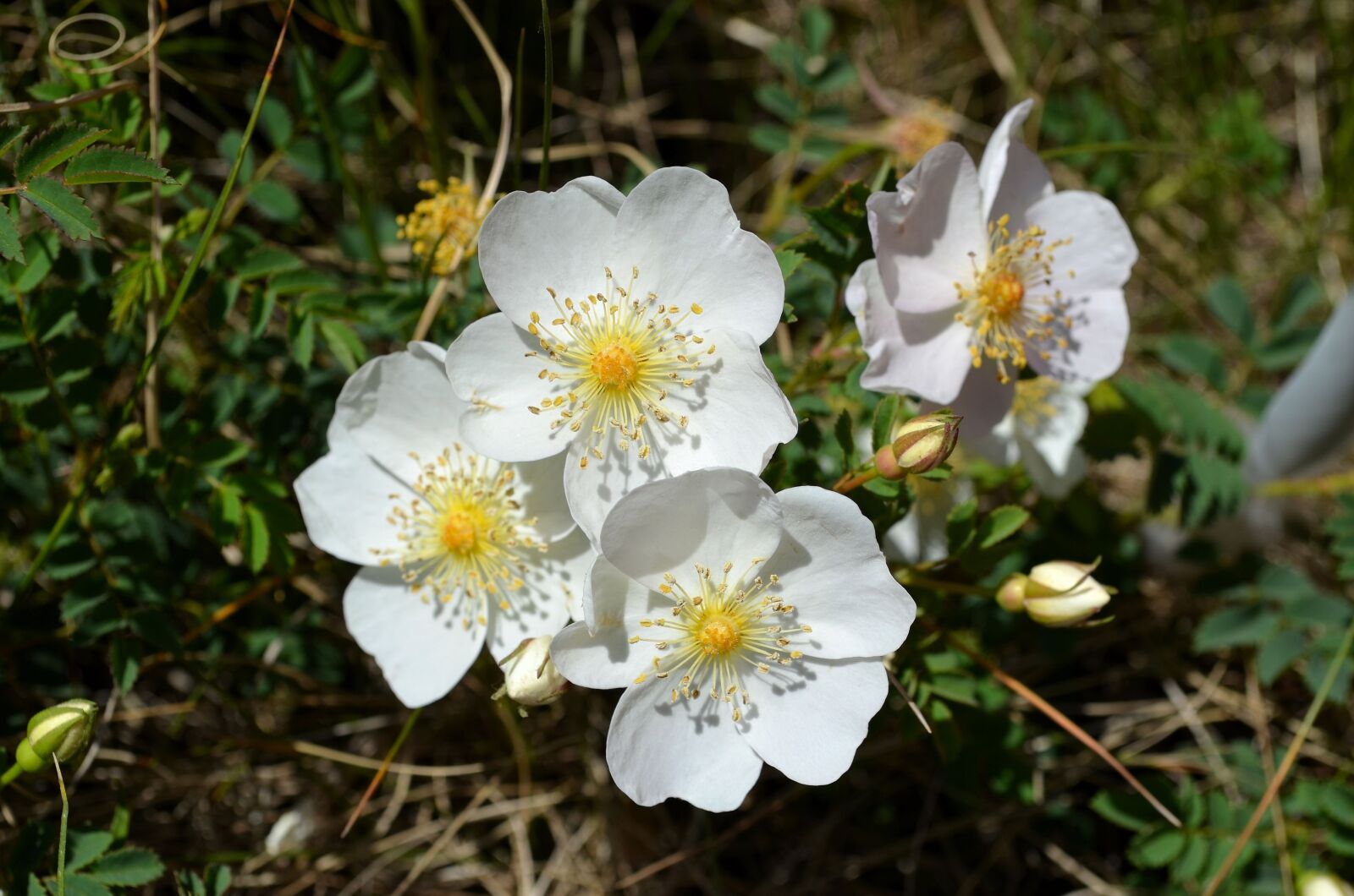 Nikon D5100 sample photo. Wild rose, white, bush photography