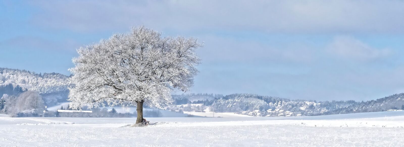 Panasonic Lumix DMC-FZ1000 sample photo. Tree, hoarfrost, frost photography