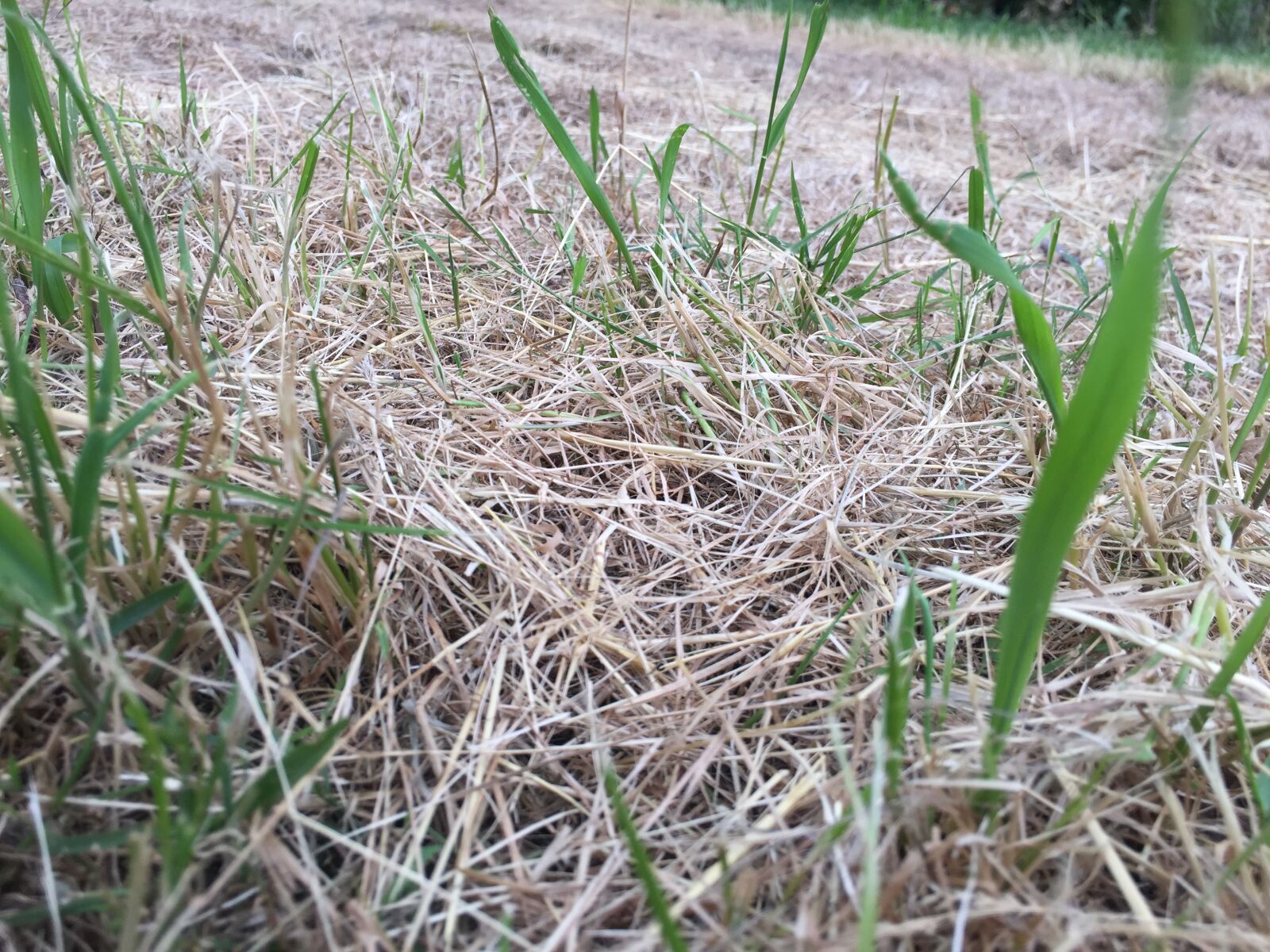 iPhone 6 back camera 4.15mm f/2.2 sample photo. Dead, grass photography
