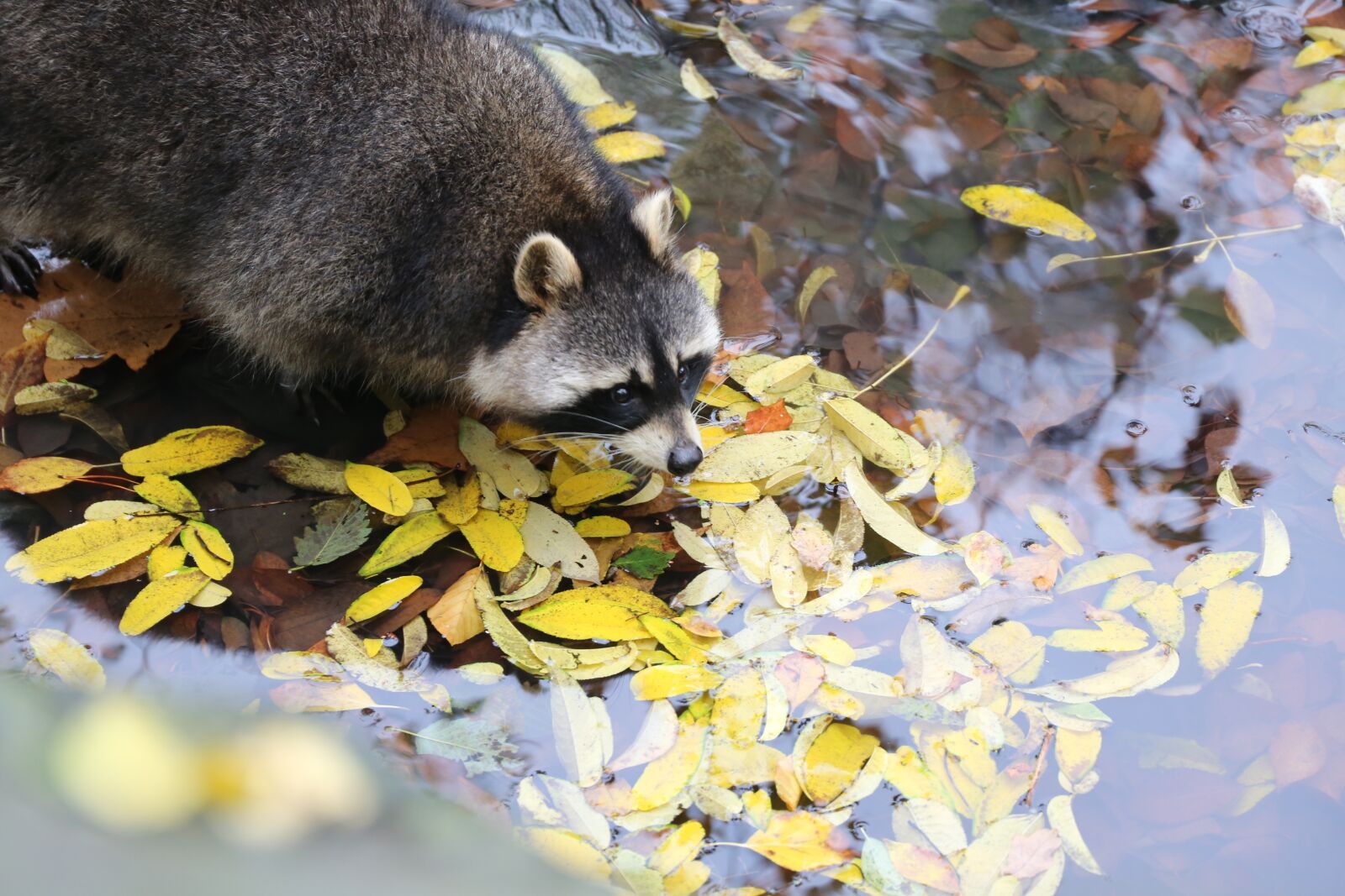 Canon EF 24-105mm F3.5-5.6 IS STM sample photo. Racoon, zoo, cute photography