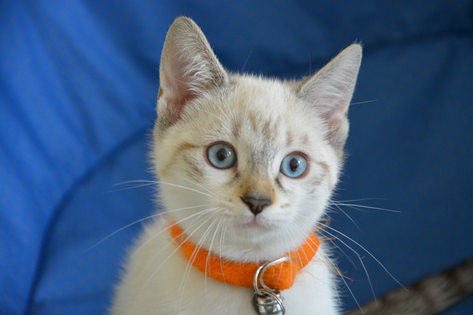 Nikon D5200 sample photo. Kitten, cat, cat eyes photography
