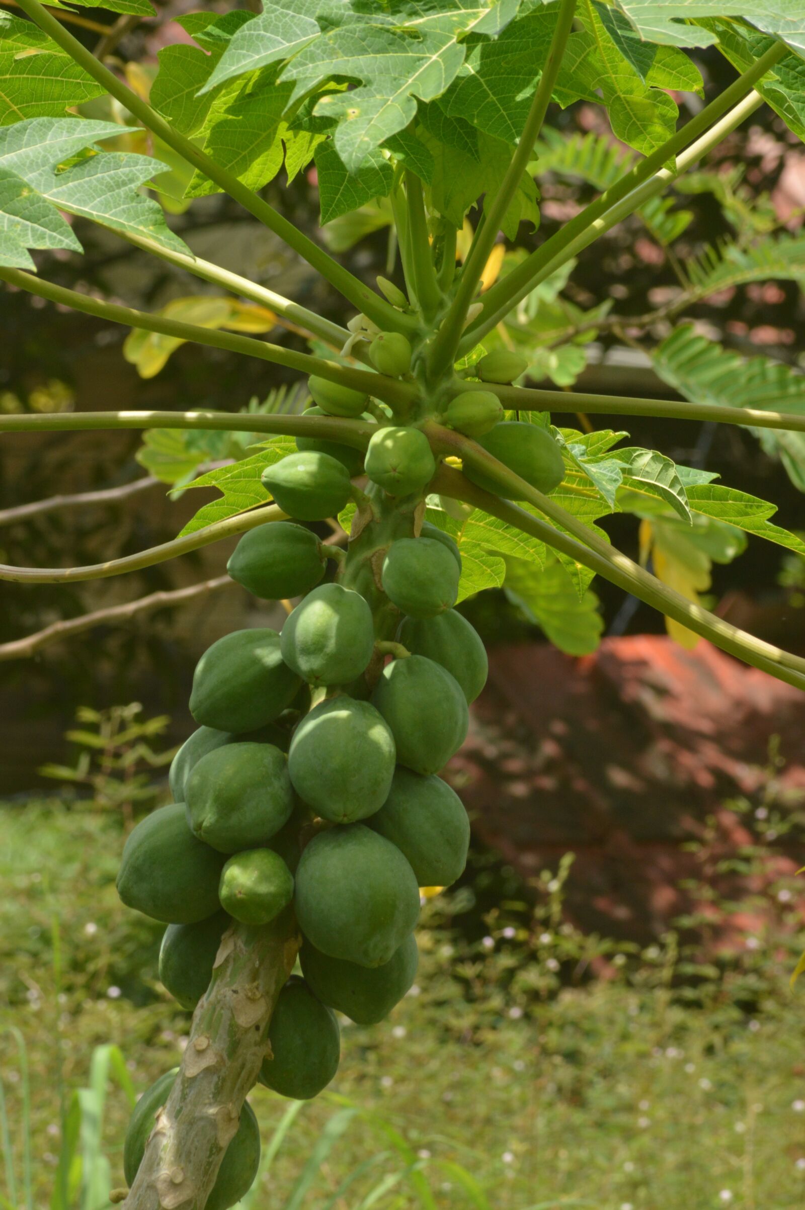 Nikon D3200 sample photo. Papaya, fruit, tree photography