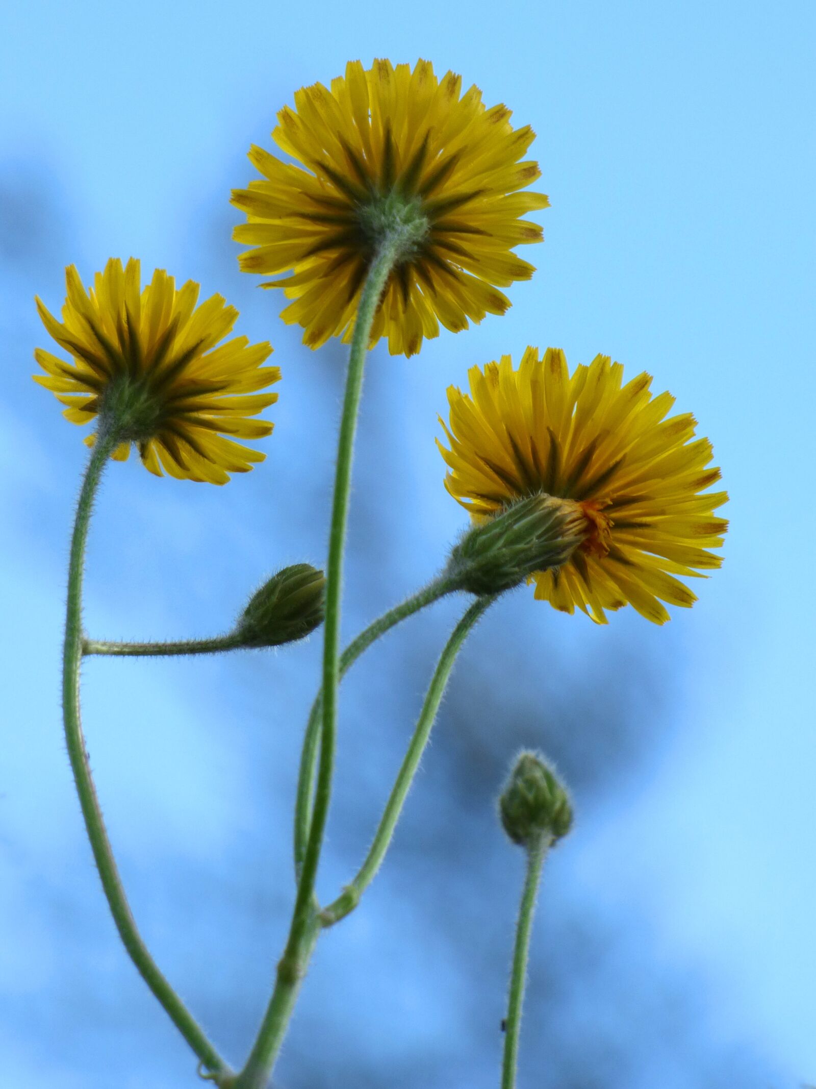 Panasonic Lumix DMC-FZ70 sample photo. Dandelion, flower, yellow flower photography