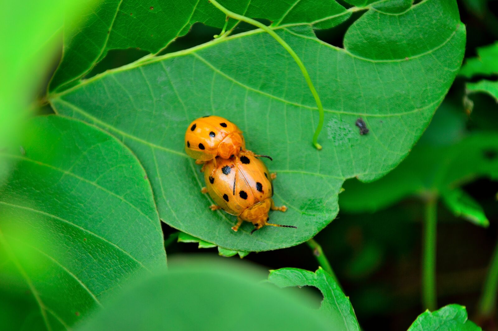 Nikon D3200 sample photo. Ladybug, insect, mating photography