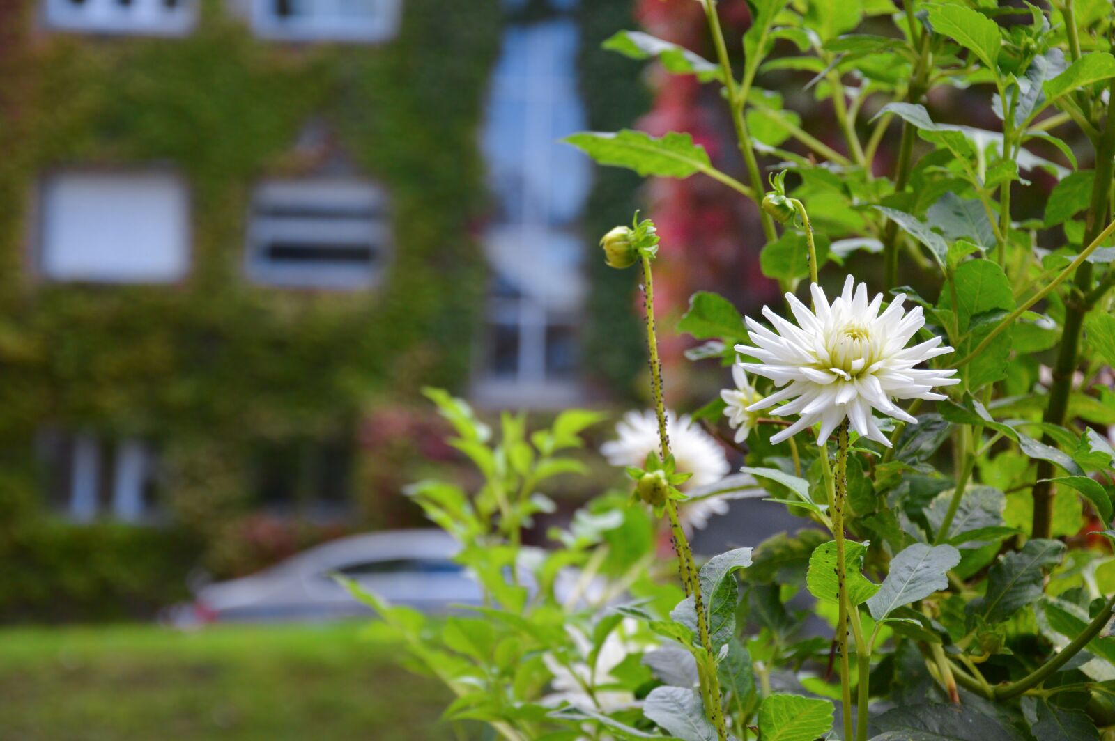 Nikon D3200 sample photo. Dahlia, white, urban garden photography