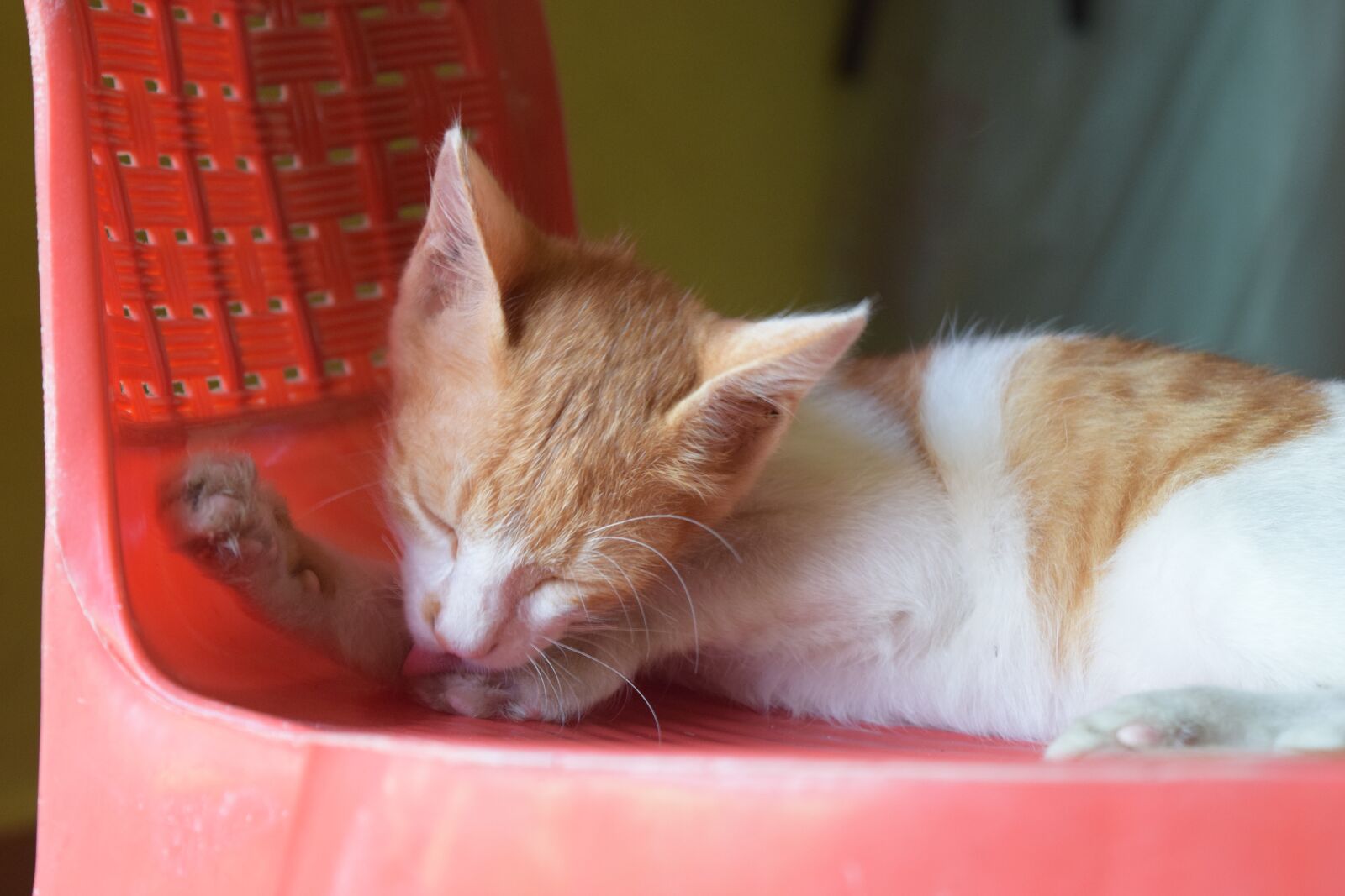 Nikon D3300 sample photo. Kitty, cat, kitten photography