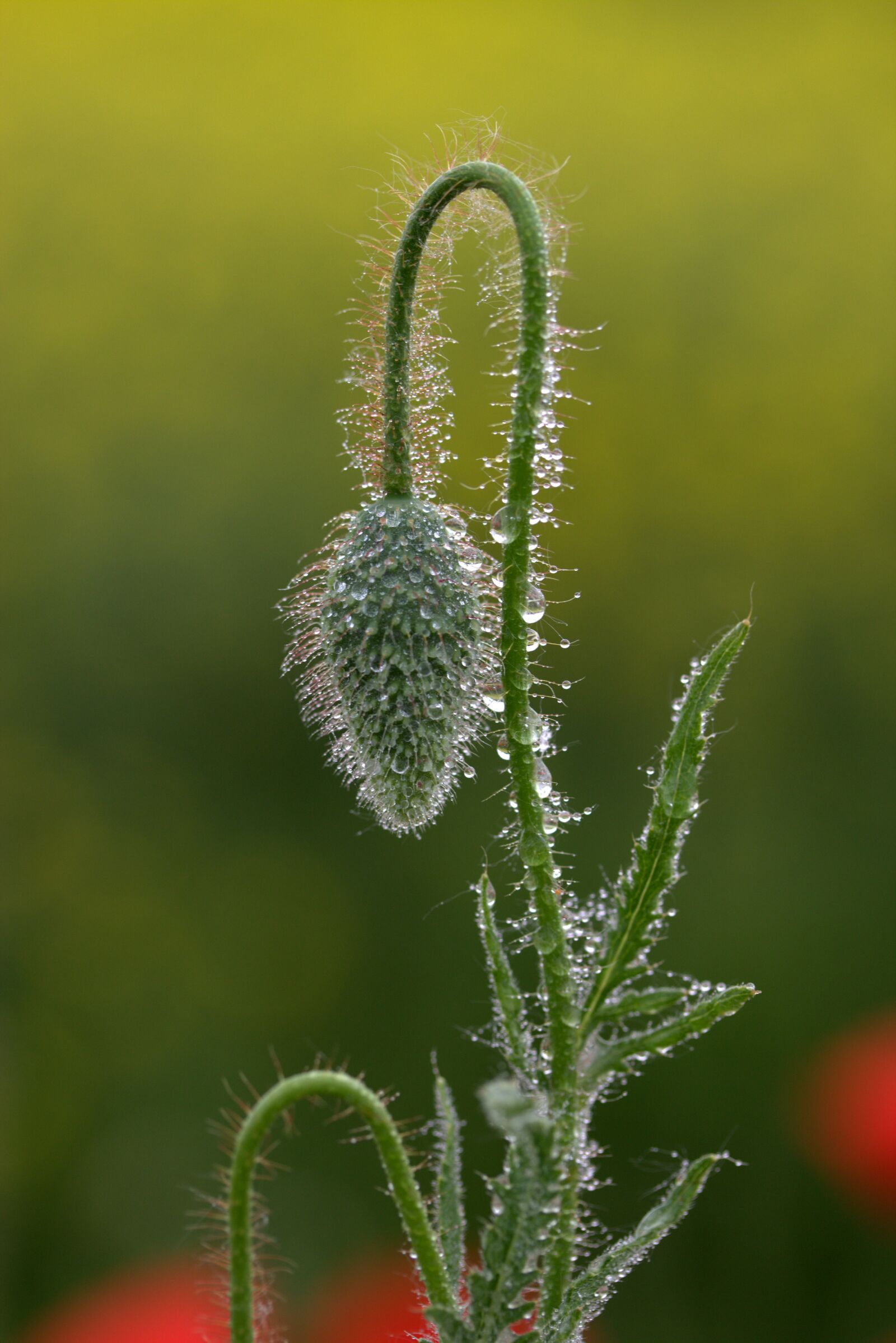 Canon EF-S 60mm F2.8 Macro USM sample photo. Poppy, freshman, green photography
