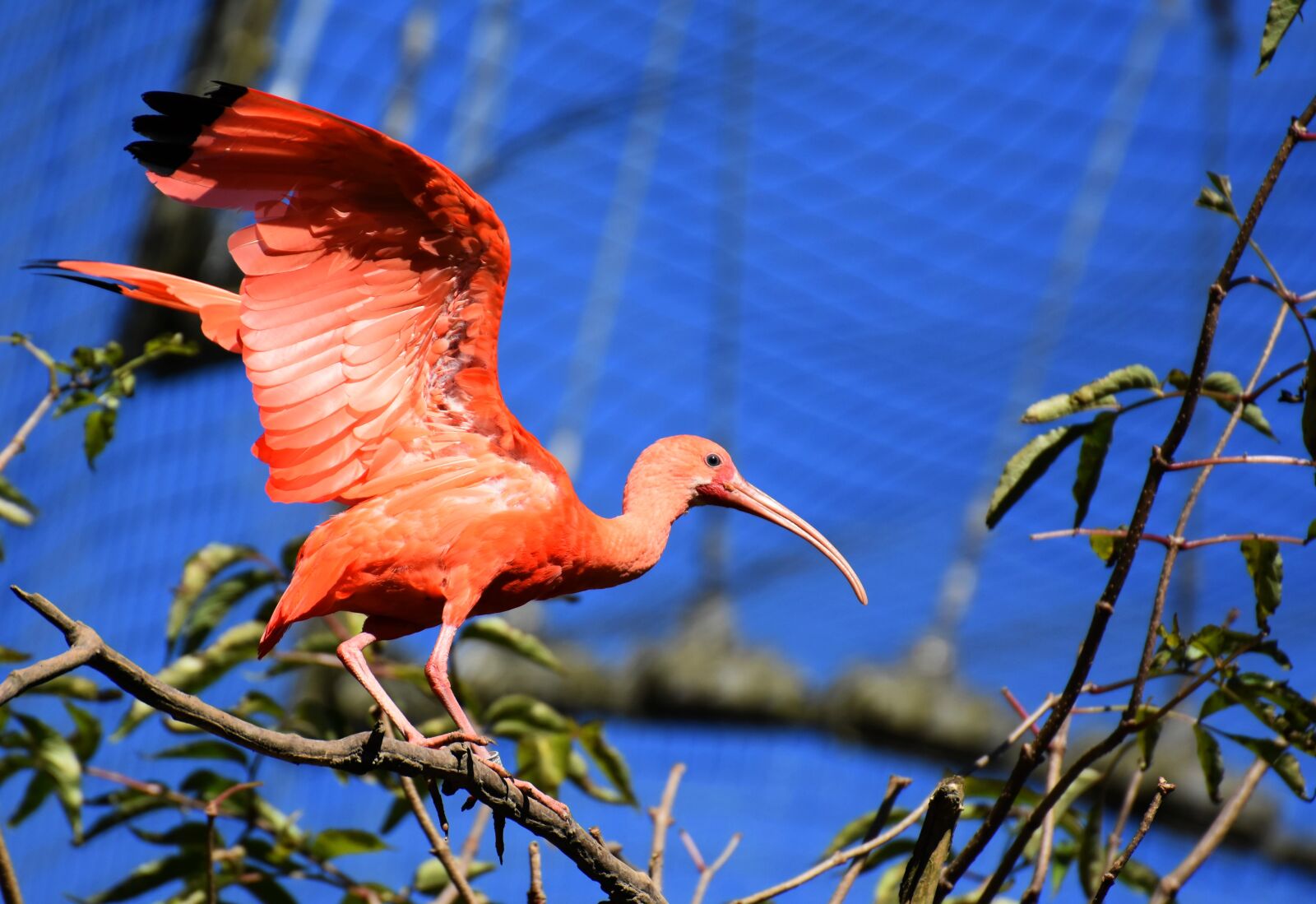 Nikon D7200 sample photo. Ibis, eudocimus ruber, scarlet photography