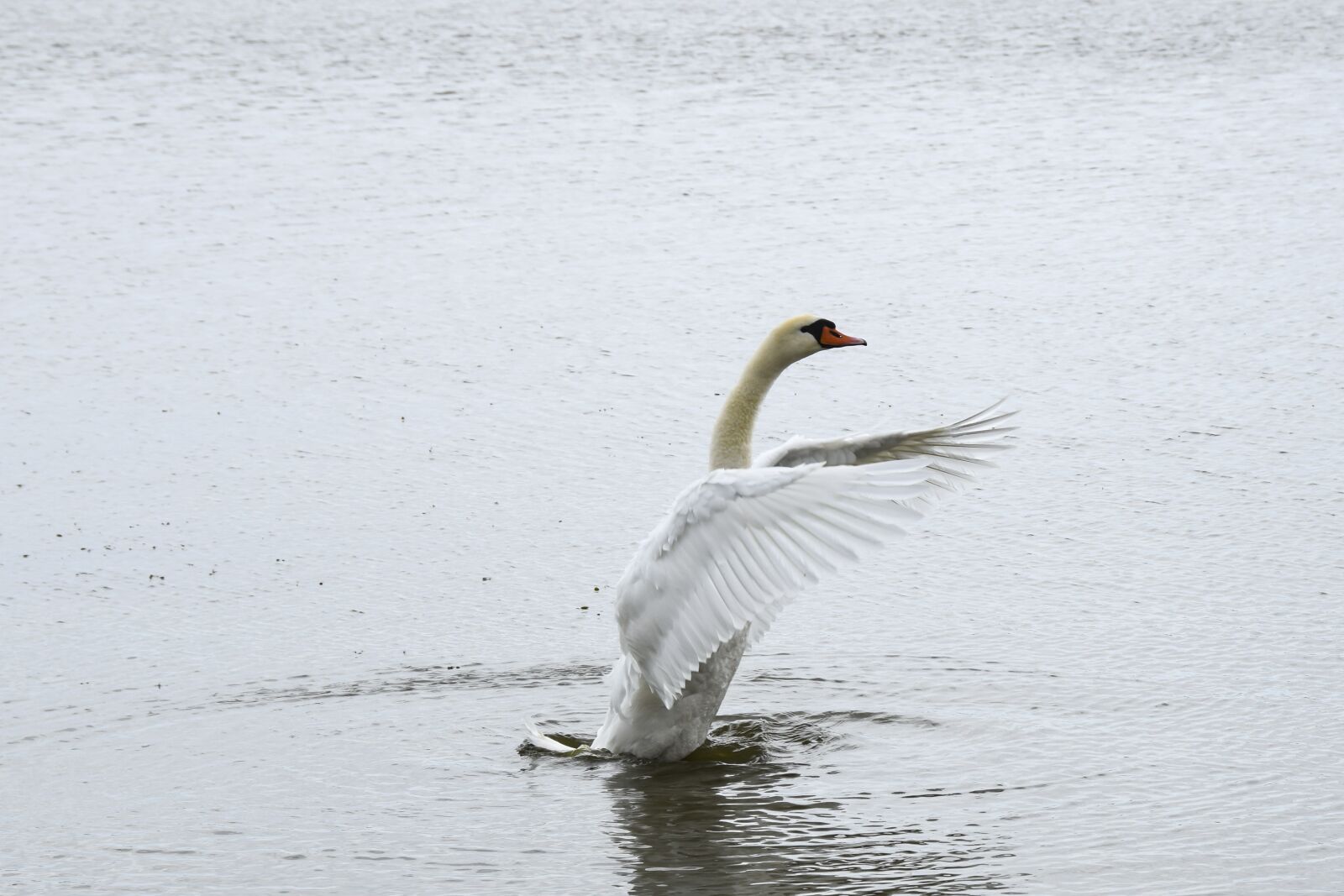 Nikon D5300 sample photo. Swan, bird, white photography