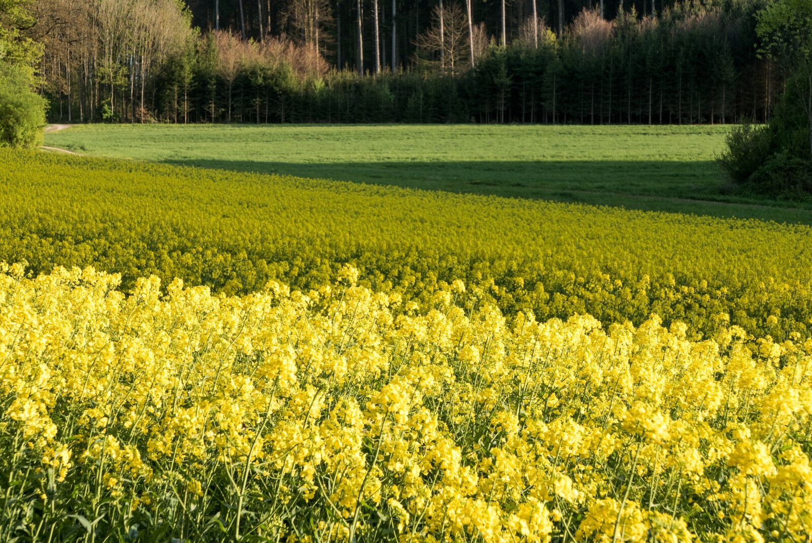 Panasonic Lumix DMC-LX100 sample photo. Field of rapeseeds, surfaces photography
