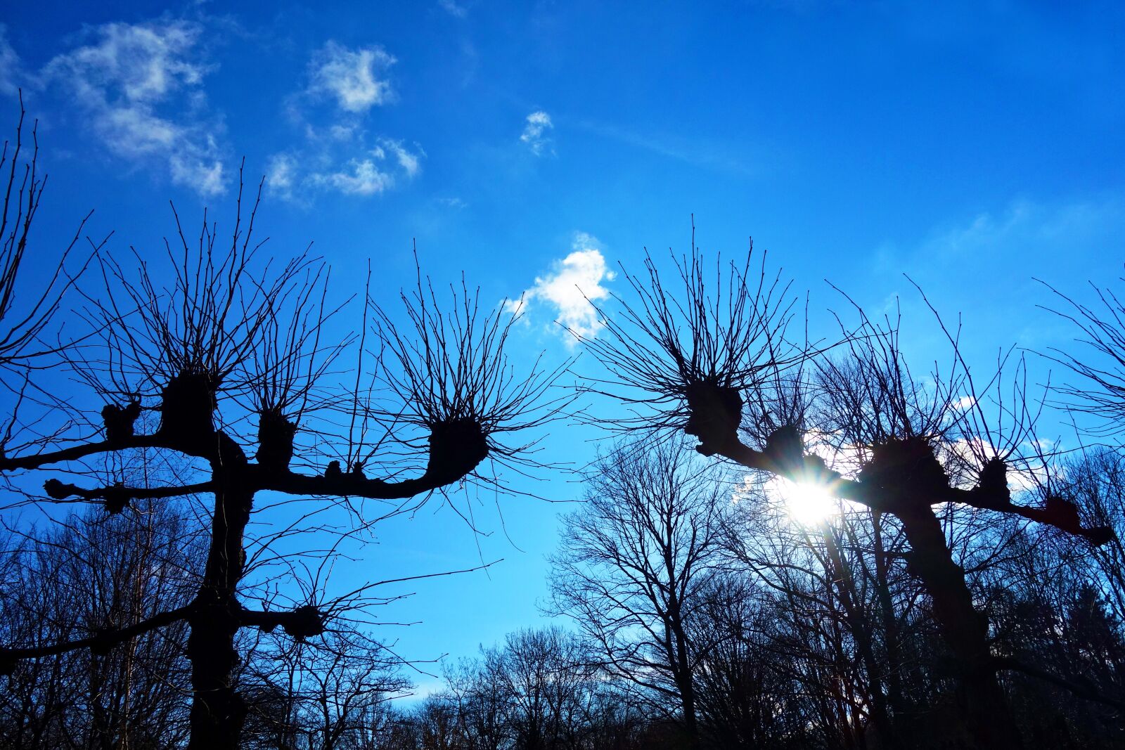 Sony Cyber-shot DSC-RX100 sample photo. Willow, pollard, pollarded willow photography