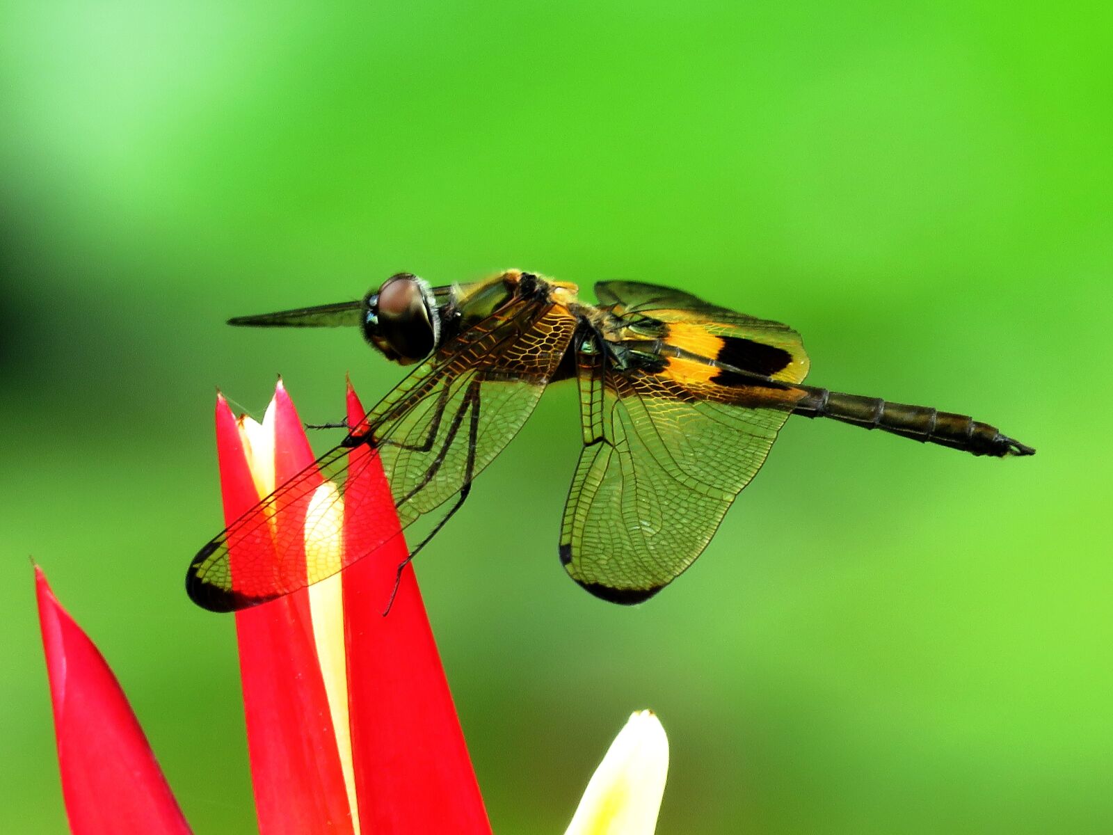 Canon PowerShot SX60 HS sample photo. Dragon fly, macro, flower photography