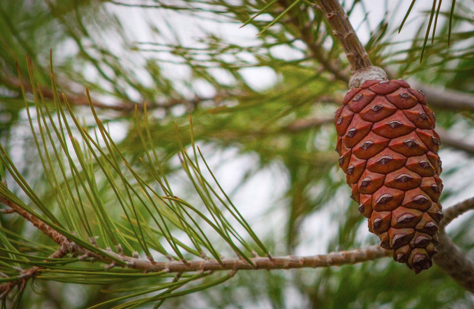 Canon EOS 500D (EOS Rebel T1i / EOS Kiss X3) sample photo. Tree, branch, pineapple photography