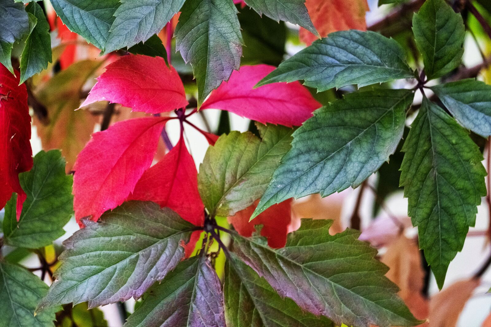 Fujifilm X-E2 sample photo. Red, leaf, plant photography